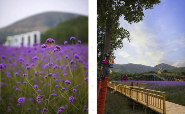 鹿泉春天去哪看花海,鹿泉区花海