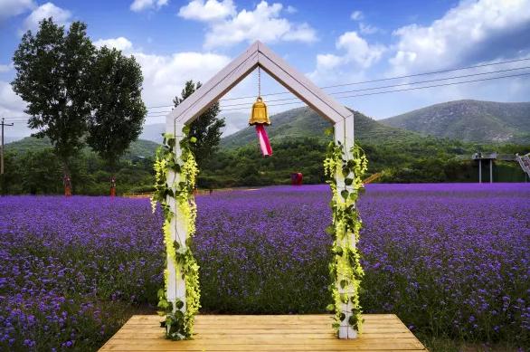 鹿泉春天去哪看花海,鹿泉区花海