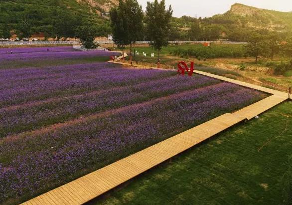 鹿泉春天去哪看花海,鹿泉区花海