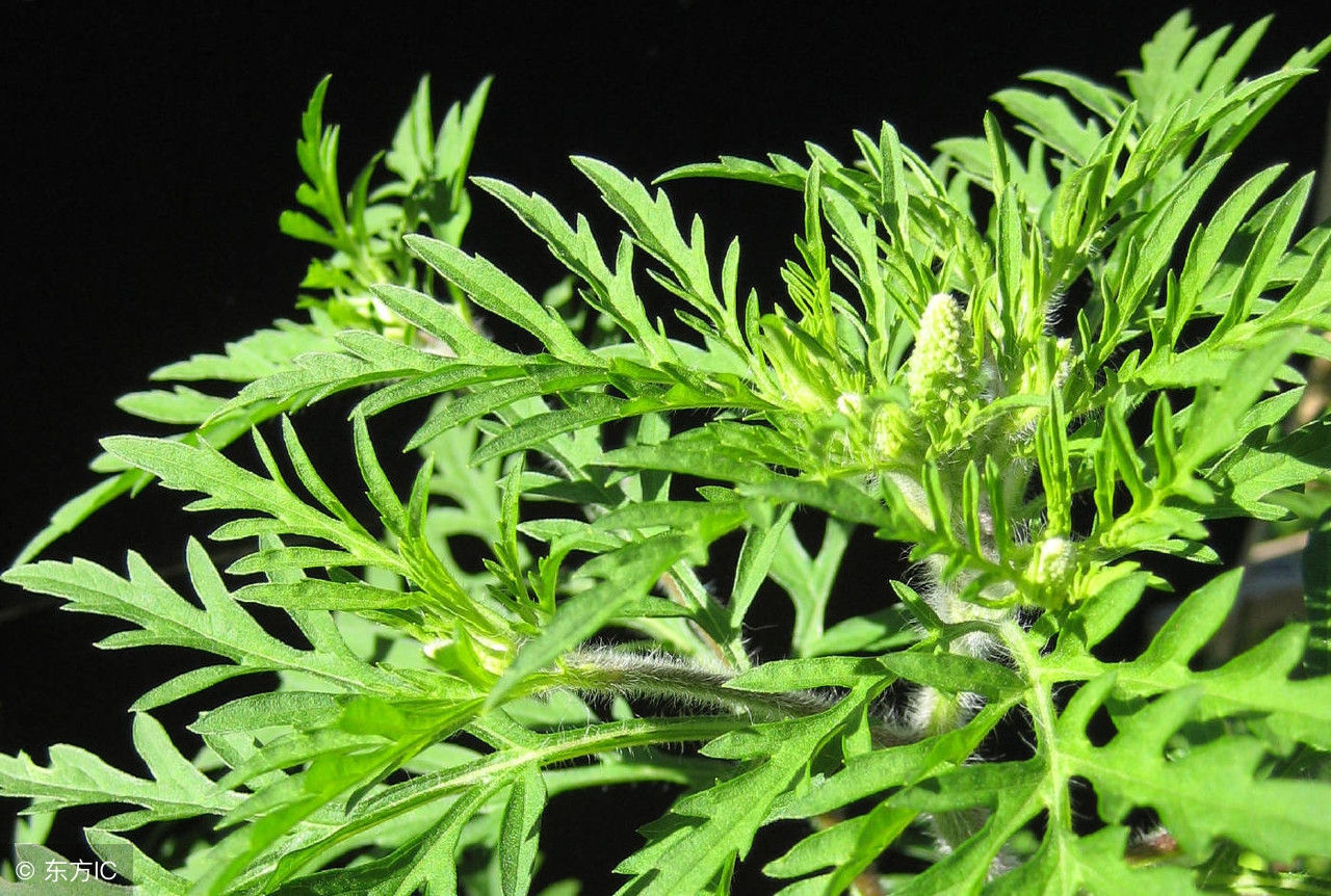 孕妈需警惕,孕初期闻麝香的后果怎么样