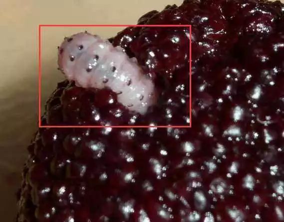 杨梅别只用清水洗教你正确方法,杨梅怎么吃是正确的方法