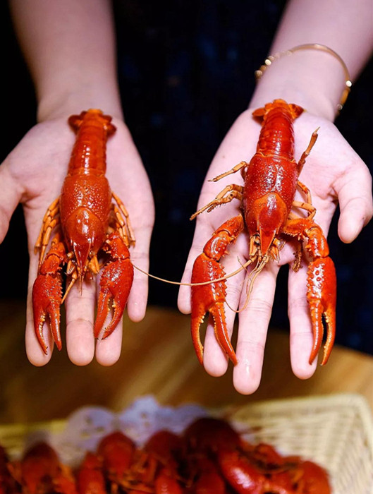 小龙虾征战世界杯,小龙虾与世界杯共狂欢