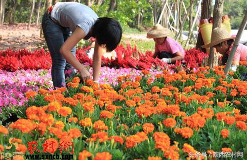 农村小成本创业点子大全,农村大龄青年怎样创业赚钱