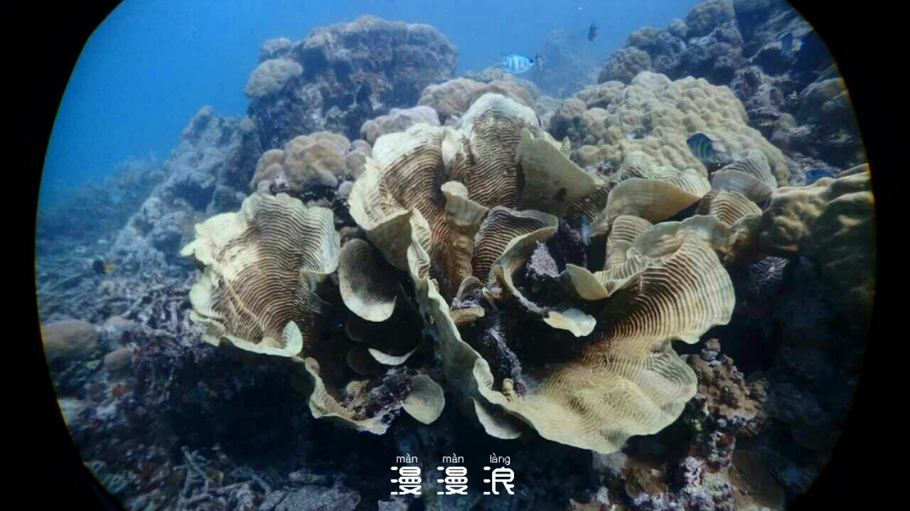 帕劳海岛旅行攻略,帕劳海岛旅行之旅