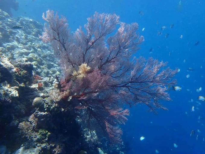 帕劳海岛旅行攻略,帕劳海岛旅行之旅