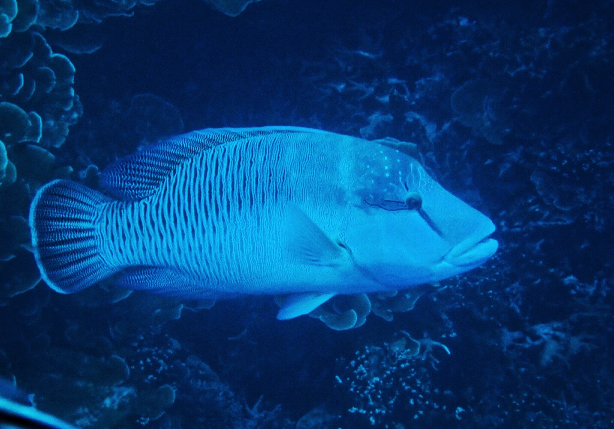 帕劳海岛旅行攻略,帕劳海岛旅行之旅