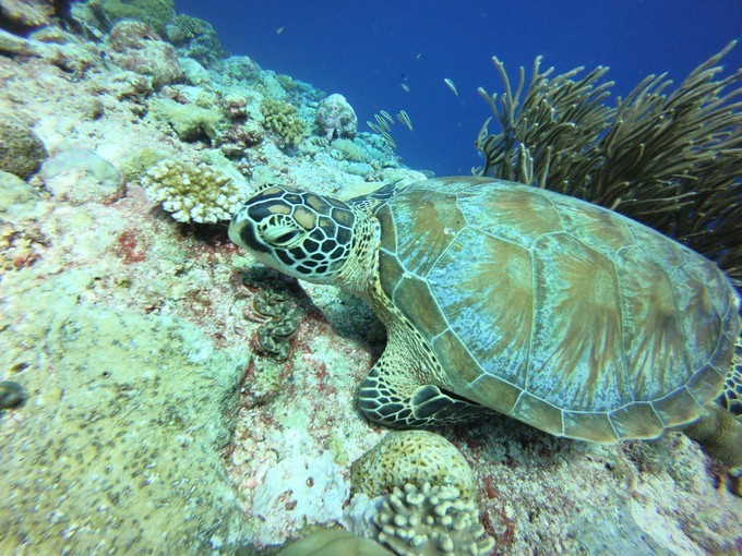 帕劳海岛旅行攻略,帕劳海岛旅行之旅