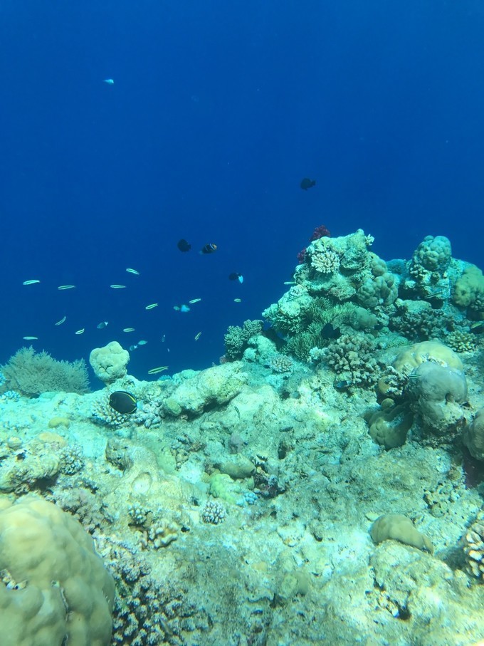 帕劳海岛旅行攻略,帕劳海岛旅行之旅