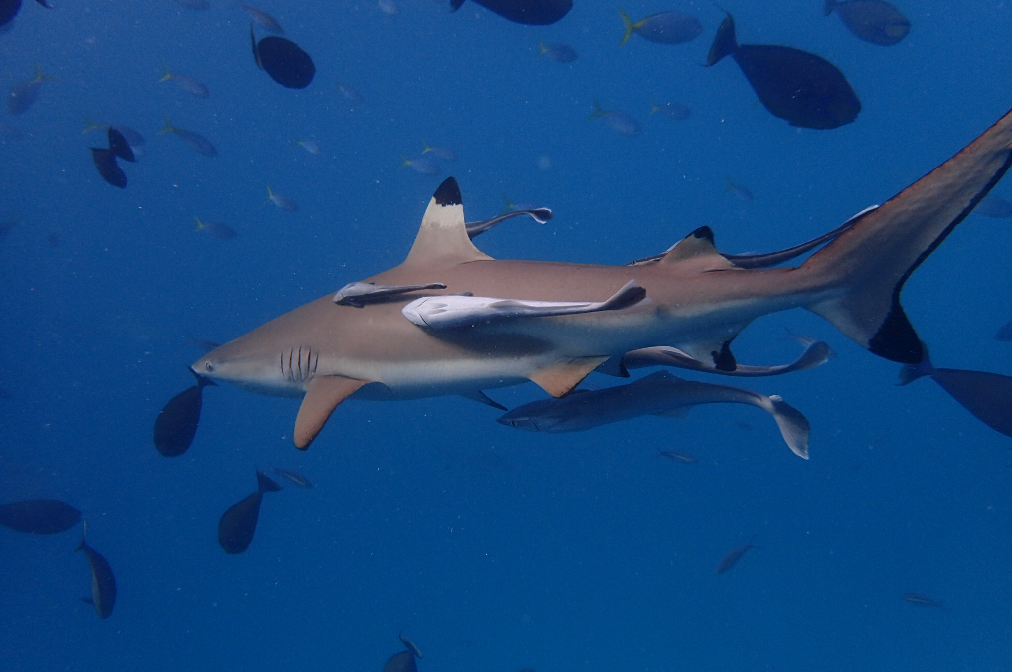 帕劳海岛旅行攻略,帕劳海岛旅行之旅