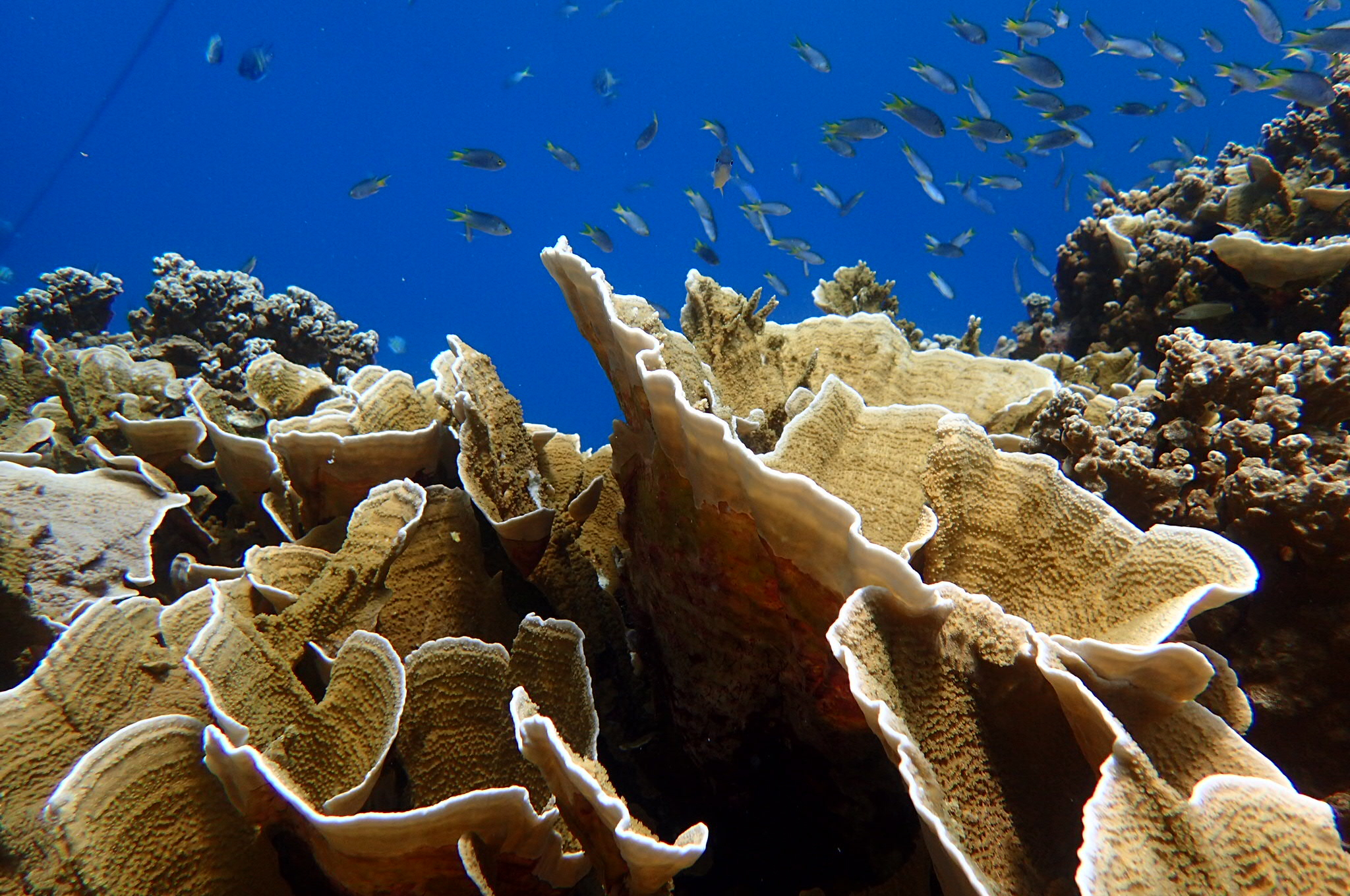 帕劳海岛旅行攻略,帕劳海岛旅行之旅