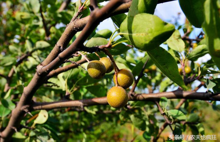 黄豆大的果子叫什么名字,四川野果梨子