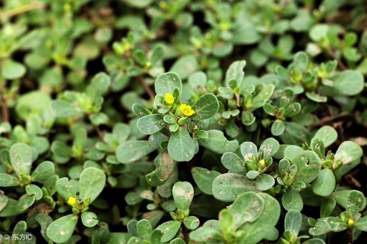 血虚血燥的症状及用药,血寒血虚血瘀血热用什么调理