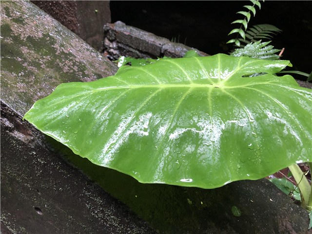 魅族15拍照不清晰,魅族15拍照专业模式