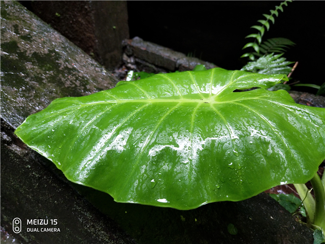 魅族15拍照不清晰,魅族15拍照专业模式