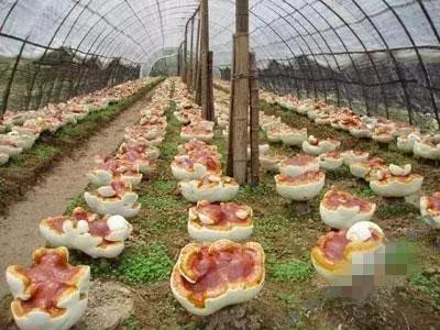 灵芝的吃法与作用有哪些,干灵芝片的正确吃法