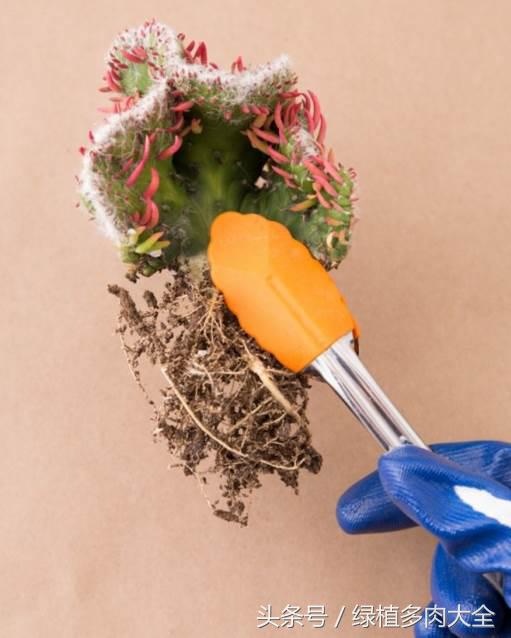 仙人掌刺太多怎么办,仙人掌要怎么预防虫害