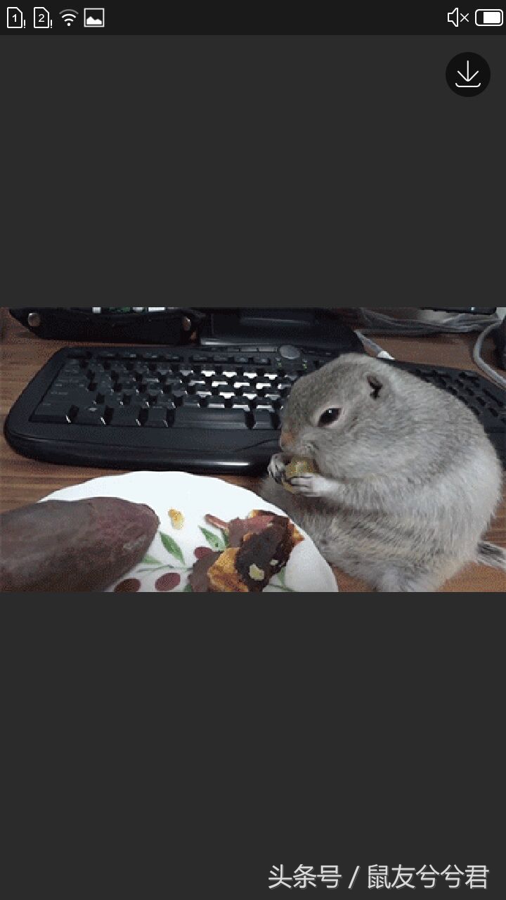 怎么照顾仓鼠仓鼠要注意哪些,仓鼠与仓鼠如何快速培养感情