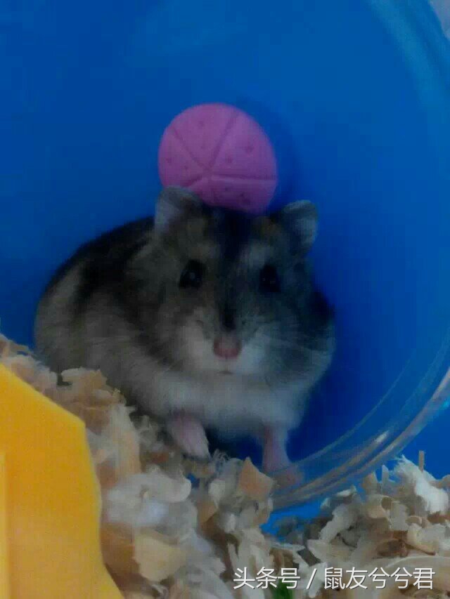 怎么照顾仓鼠仓鼠要注意哪些,仓鼠与仓鼠如何快速培养感情
