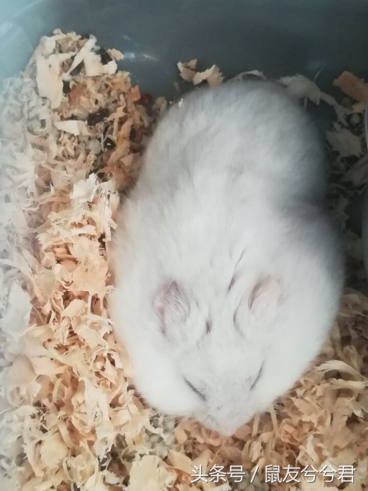 怎么照顾仓鼠仓鼠要注意哪些,仓鼠与仓鼠如何快速培养感情