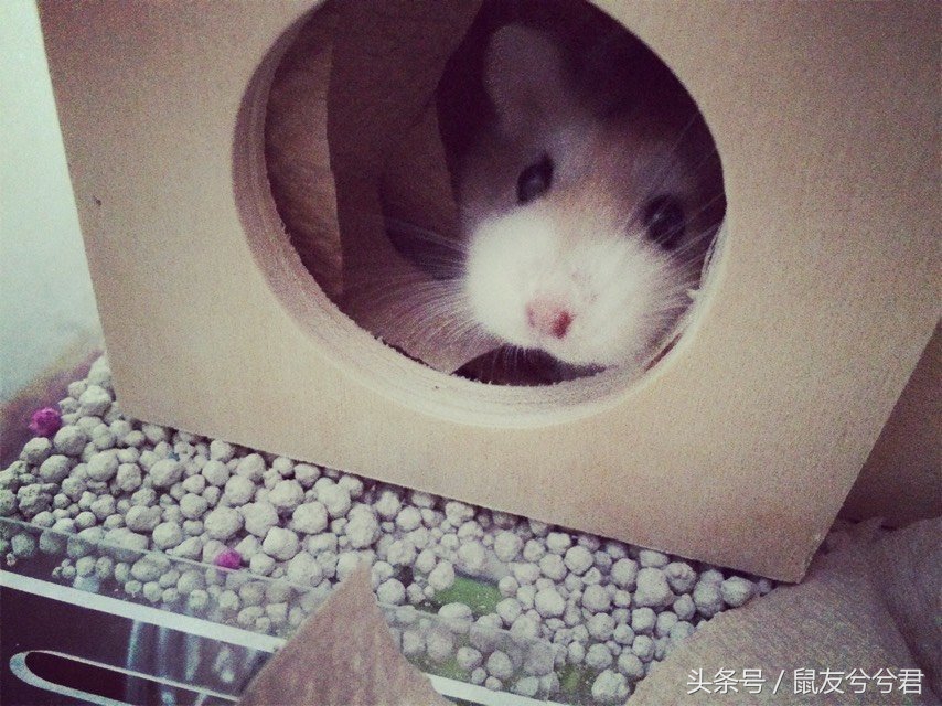 怎么照顾仓鼠仓鼠要注意哪些,仓鼠与仓鼠如何快速培养感情