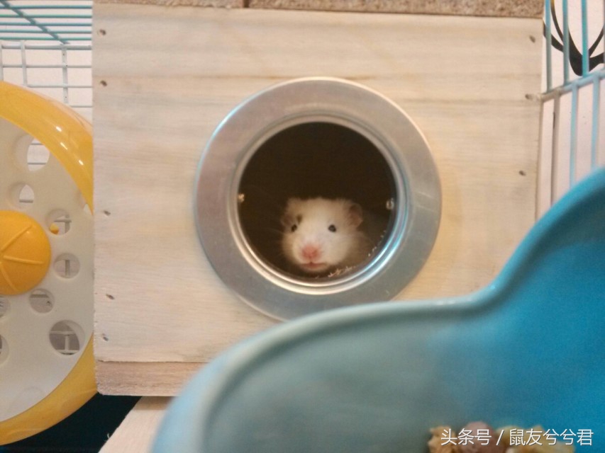 怎么照顾仓鼠仓鼠要注意哪些,仓鼠与仓鼠如何快速培养感情