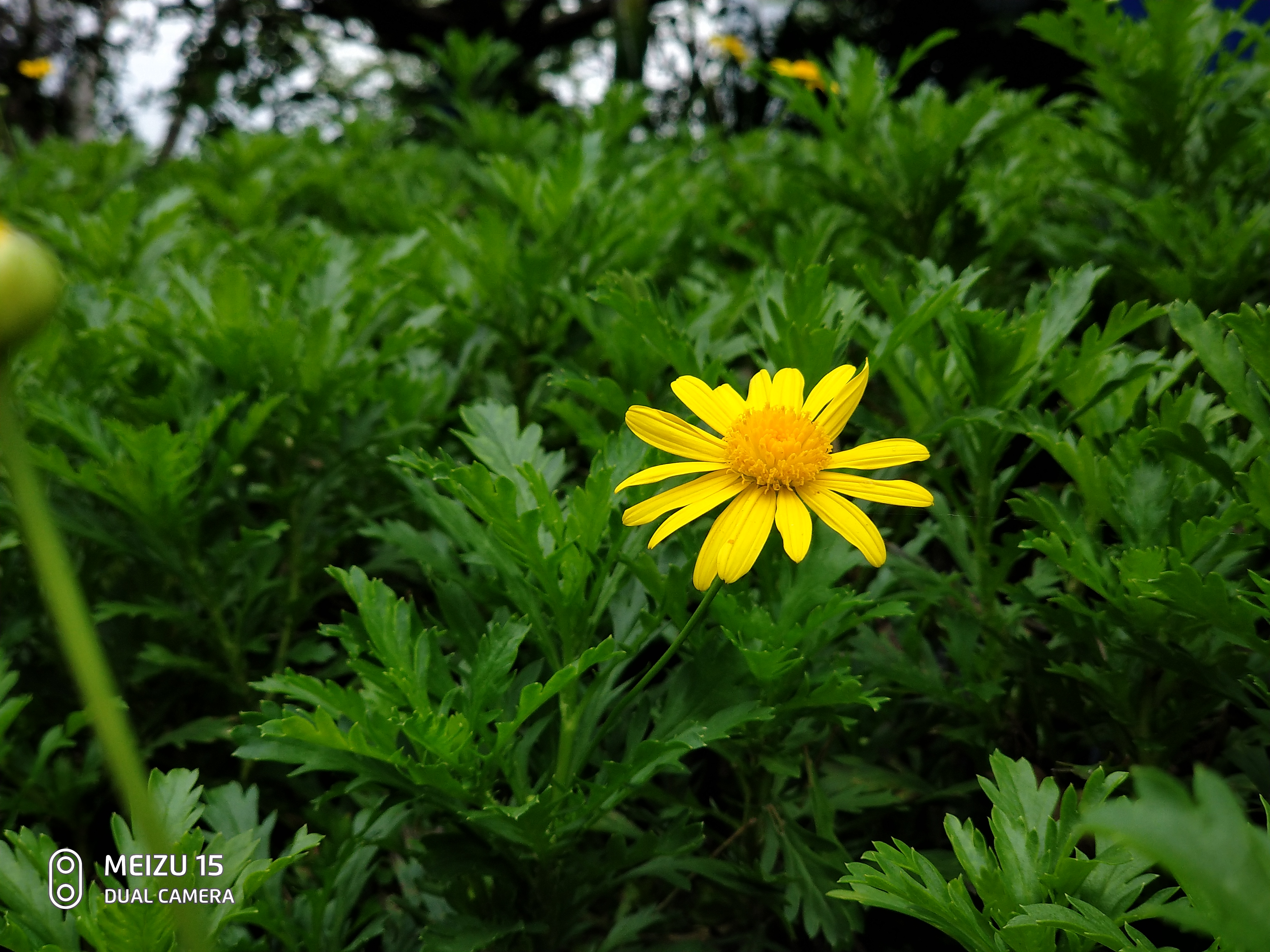 魅族15拍照不清晰,魅族15拍照专业模式