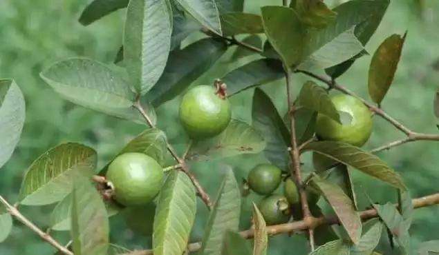 与榴莲一样，爱它的人着迷，讨厌它的人避而远之！农村里的野果子