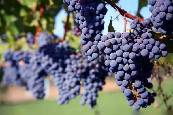 为什么大家都钟爱澳洲红酒,为什么大家都喜欢拉菲