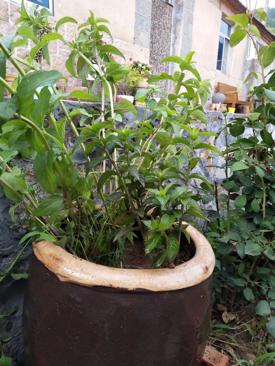 家里摆放凌乱废旧物品,家里的这些旧物别急着扔