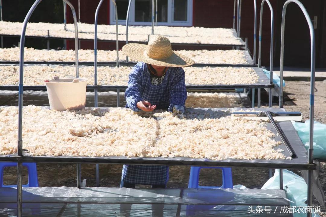 玉木耳种植前景如何,玉木耳生长条件