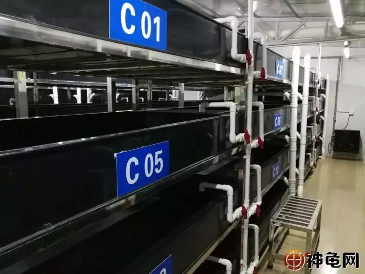 龟苗出壳后，喂食、环境的护理