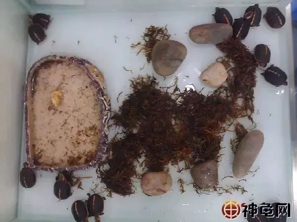 龟苗出壳后，喂食、环境的护理