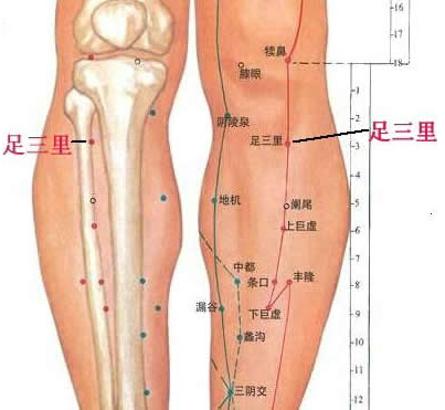 中医注射穴位治疗足三里,足三里是常用的强壮保健穴吗