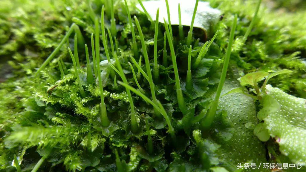 台湾苔藓,适合户外种植的苔藓