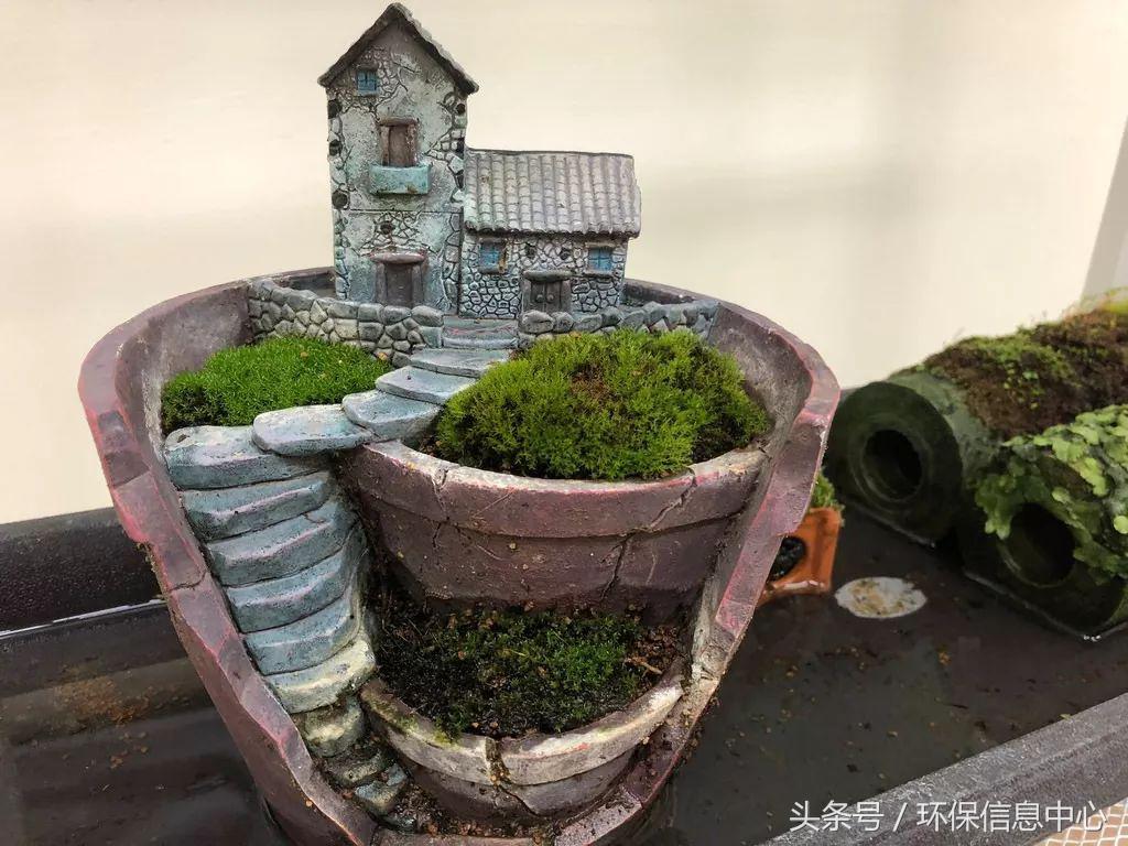 台湾苔藓,适合户外种植的苔藓