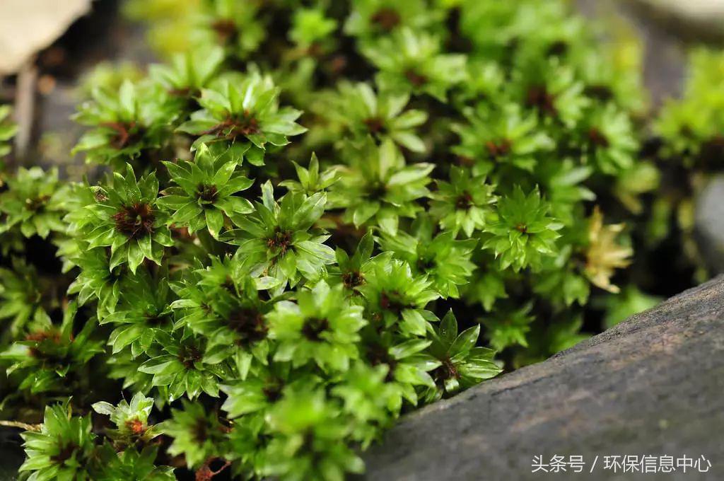 台湾苔藓,适合户外种植的苔藓