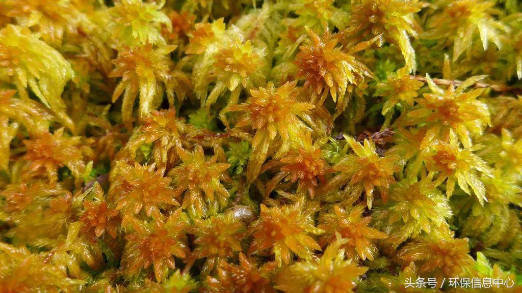 台湾苔藓,适合户外种植的苔藓