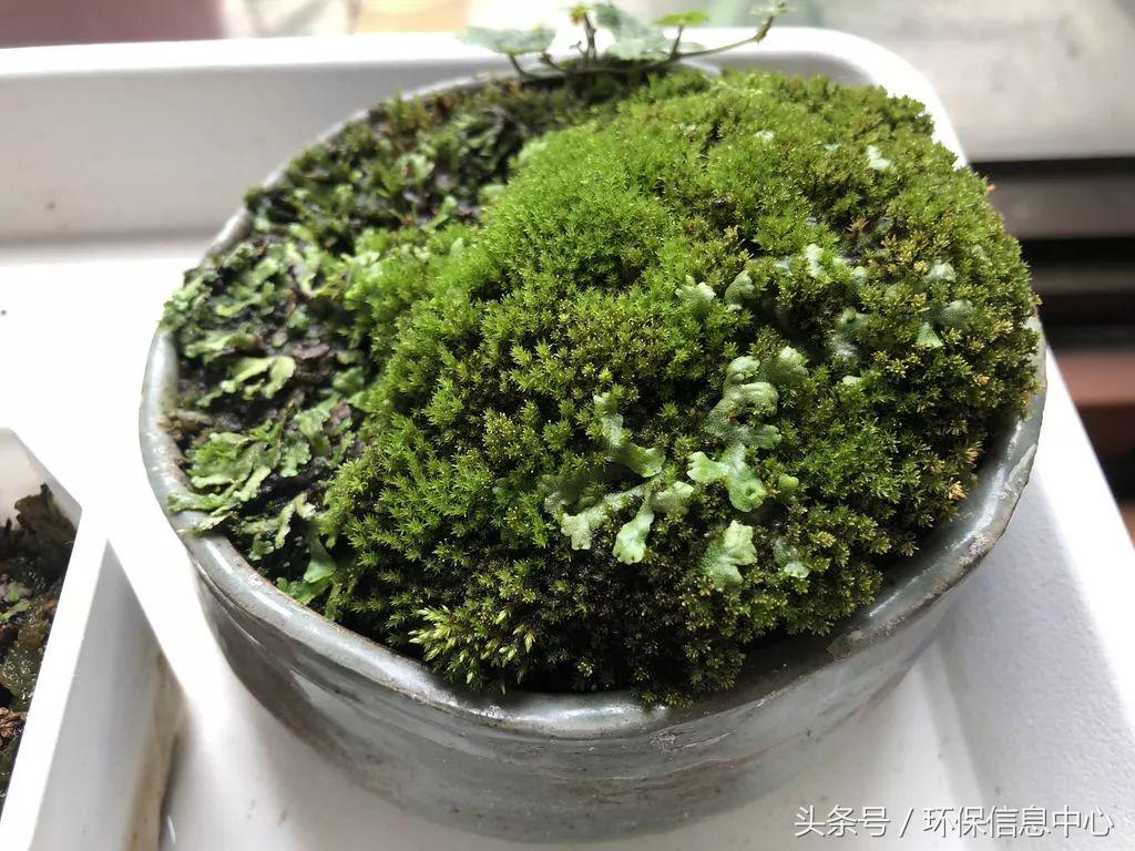 台湾苔藓,适合户外种植的苔藓