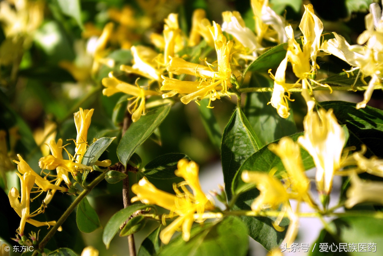 哪种花美容养颜效果最好,十种美容养颜花卉