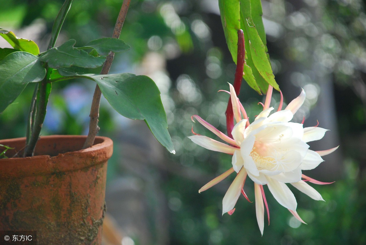 苏教版四年级数学期末复习知识点,苏教版四年级语文期末知识点总结