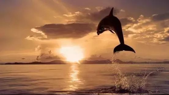 閭g惔鍗婂矝涓ゅぉ娓哥帺璺嚎鎺ㄨ崘,閭g惔鍗婂矝鍦拌川娴锋磱鍏洯娓哥帺鏀荤暐