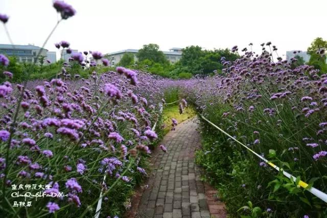 重庆婚纱拍摄地推荐,重庆旅游拍婚纱照的地方推荐