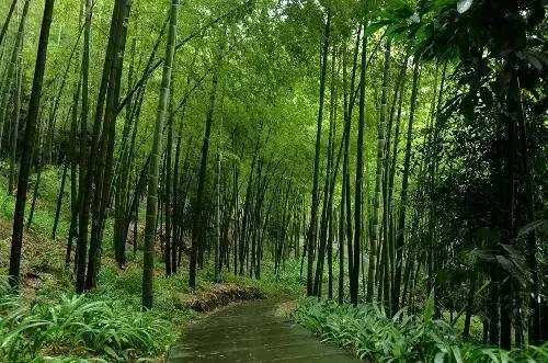 重庆婚纱拍摄地推荐,重庆旅游拍婚纱照的地方推荐