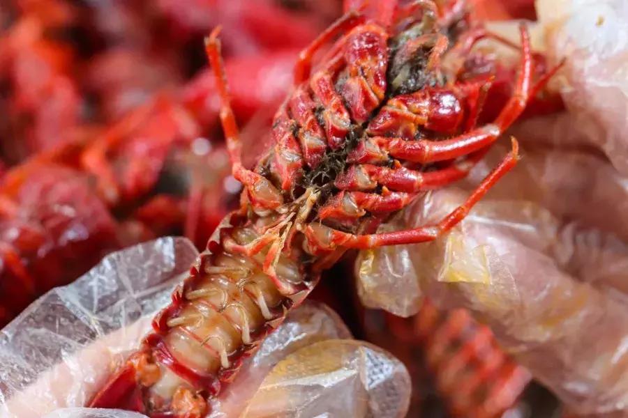 国民龙虾批发,小龙虾网上购买攻略