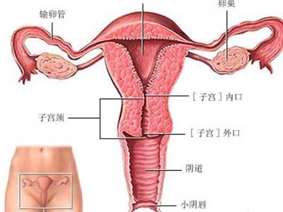 宫颈糜烂leep刀手术影响怀孕吗,宫颈糜烂能误诊宫颈疱疹吗