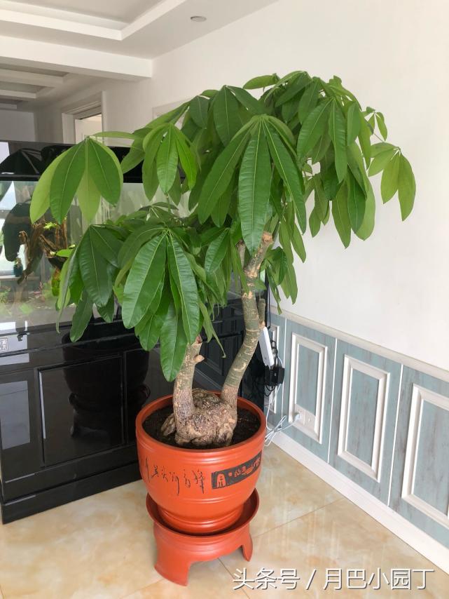 发财树长太快还掉叶子,发财树长得慢