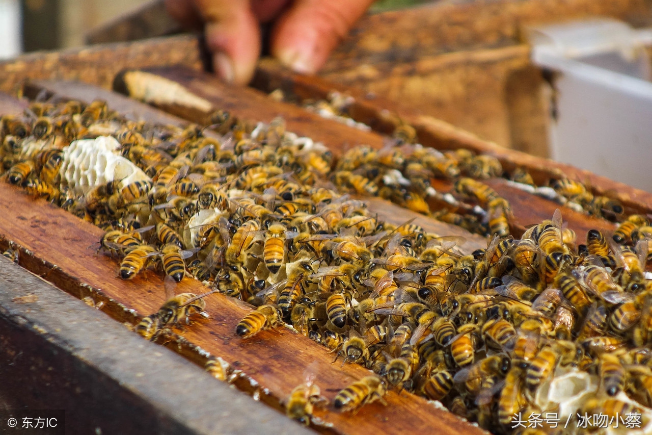 过箱的蜂群失王了怎么办,蜜蜂蜂王死了还有蜂群怎么办