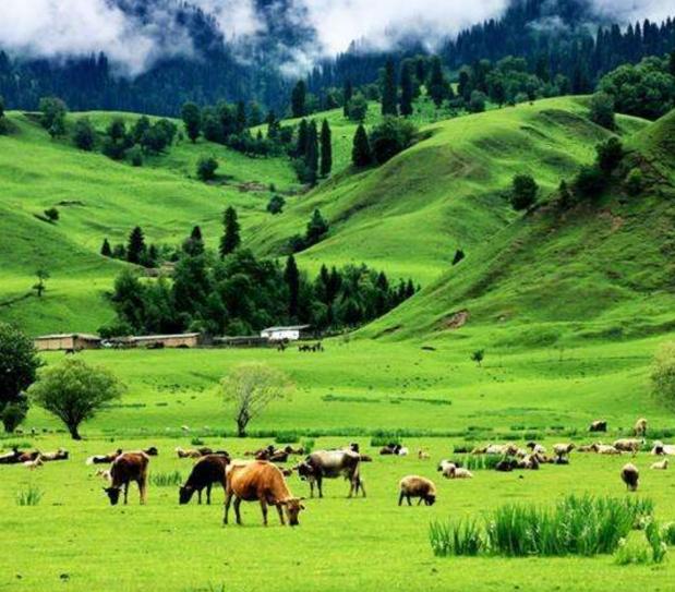 世界杯美食试吃,梅西世界杯前一天吃什么食物