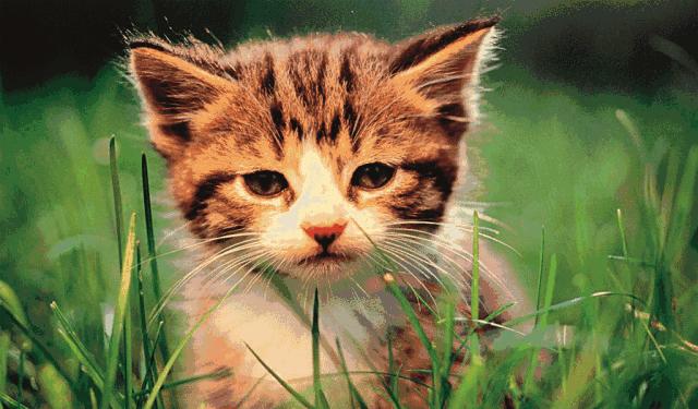 悲伤|家长盲目矫正孩子“远视”酿成苦果!