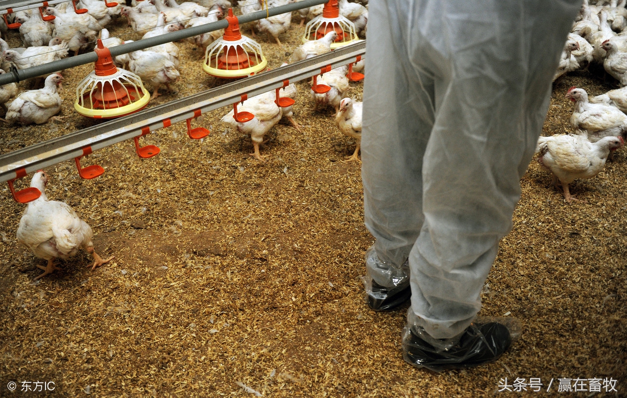 鸡拉红屎是什么病怎么治,鸡拉红浓屎怎么治